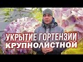 УКРЫВАЮ ТАК ГОРТЕНЗИЮ КРУПНОЛИСТНУЮ МНОГО ЛЕТ, НЕ ВЫМЕРЗАЕТ И НЕ ВЫПРЕВАЕТ, ПОКАЗЫВАЮ СВОЙ СПОСОБ