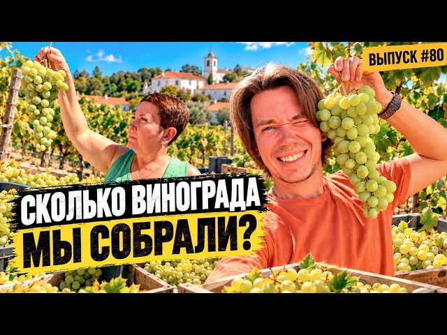 Побили прошлогодний рекорд? Сбор винограда в Португалии | Дом в Португалии. Выпуск 80