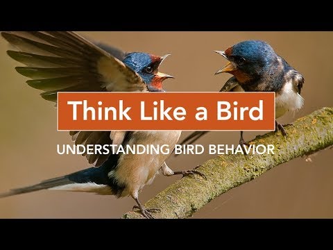 Video: Ir Putnu veids, kas mērķtiecīgi vadīs cilvēkus un dažus dzīvniekus līdz Beļģiem