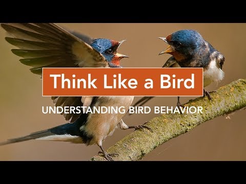 Think Like A Bird Understanding Bird Behavior Youtube Think Like A Bird Understanding Bird Behavior Youtube
