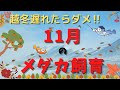 11月のメダカ飼育