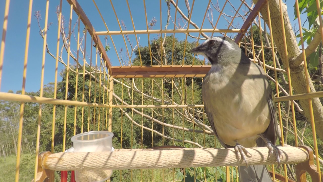 Canto Para Esquentar Trinca Ferro Frio Trinca Ferro Eu To Perdido Viu 08 19 Youtube