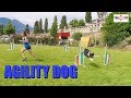 Agility dog show  agility team la volpe rossa  malcesine lago di garda