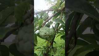 Sharifa Farming (Custard Apple) | High Profit Organic Farming Guide