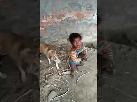 Video: Cuando Su Hijo Es Una Plaga De Perros - Puramente Cachorro