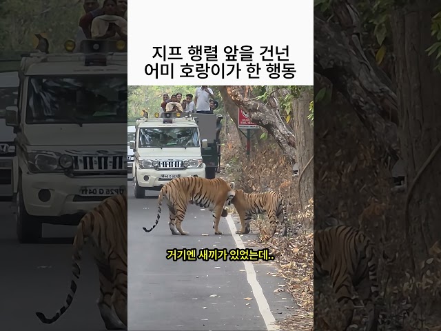 관광 지프 행렬 앞을 건넌 어미 호랑이가 한 행동 ????