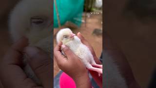 Lullaby for Chicky #chicks #keralafarm #newlyhatched #instagram