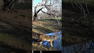 Beautiful Big Brooks County Coyote Overthinking #spypoint #WylieCoyote Beautiful Big Brooks County Coyote Overthinking #spypoint #WylieCoyote