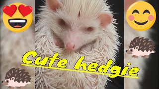 Funny and Cute Hedgehog Compilation