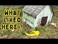 Backyard transformation: Taking down the creepy “dog house”