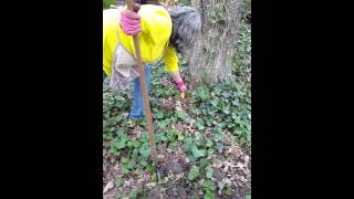 Gardening tip: getting rid of ivy