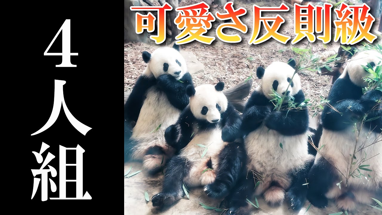 4人組の破壊力！反則級に可愛いパンダキッズたちの様子【90秒】 成都の