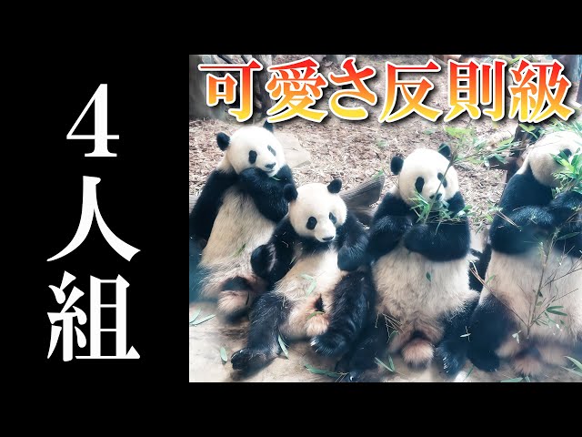 4匹の仲良しパンダ sddefault.jpg