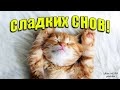 Доброй ночи! Волшебных и сладких снов! Я с тобою в мыслях сегодня, Скучаю по тебе! Спокойной ночи!