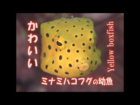 ミナミハコフグ 幼魚 水中映像 かわいい Yellow Boxfish 大人気 アイドル Youtube