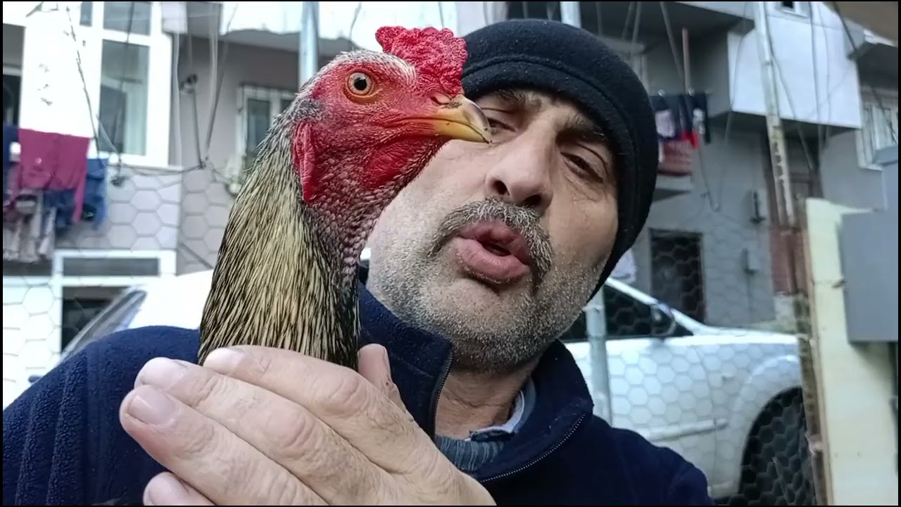 HİNT HOROZU İZLEYİN. (Yeni yılınız hayırlı olsun.)