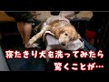 寝たきり犬の洗い方を考える　ゴールデンレトリバー