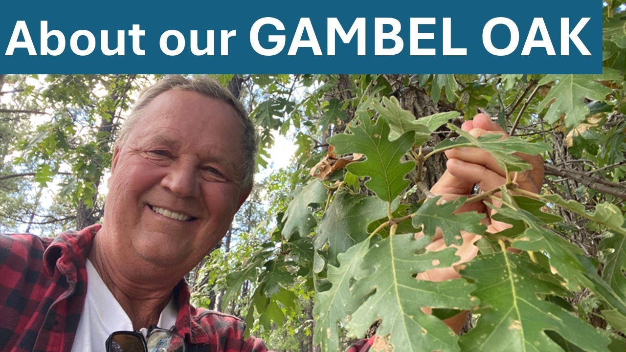 Дуб Гамбеля (Quercus gambelii), озеро Догтаун, Уильямс, Аризона, на трассе 66