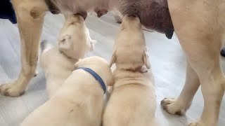 Cute Labrador Puppies Nursing | Plays With Puppies | Visiting Our Picked Labrador Retriever Puppy