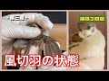 保護雀【4】ボロボロの風切羽で1M飛べた！ ！(2025年7月25日）
