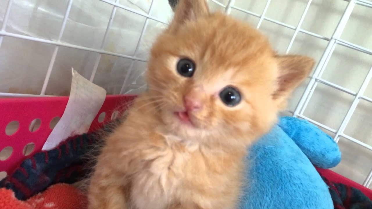 舌をしまい忘れていた丸顔の茶トラ子猫 Kitten Forgot To Fold Her Tongue Youtube