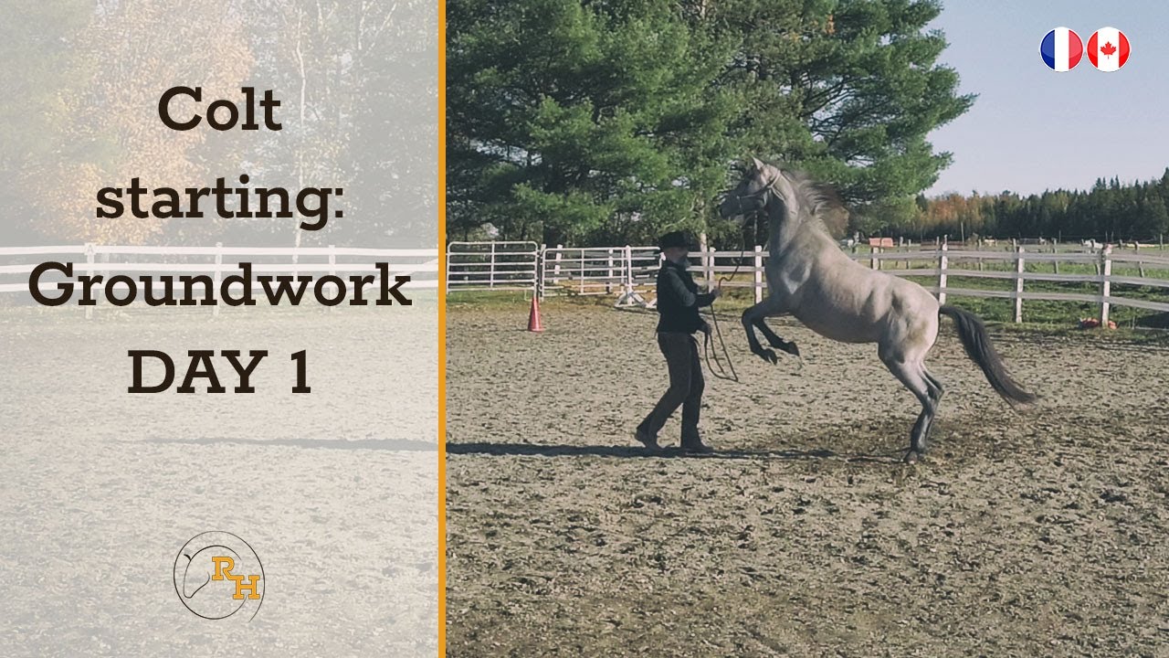 Using Natural Horsemanship Techniques to Start a Horse on the Ground    |  Day 1 (Complete session)