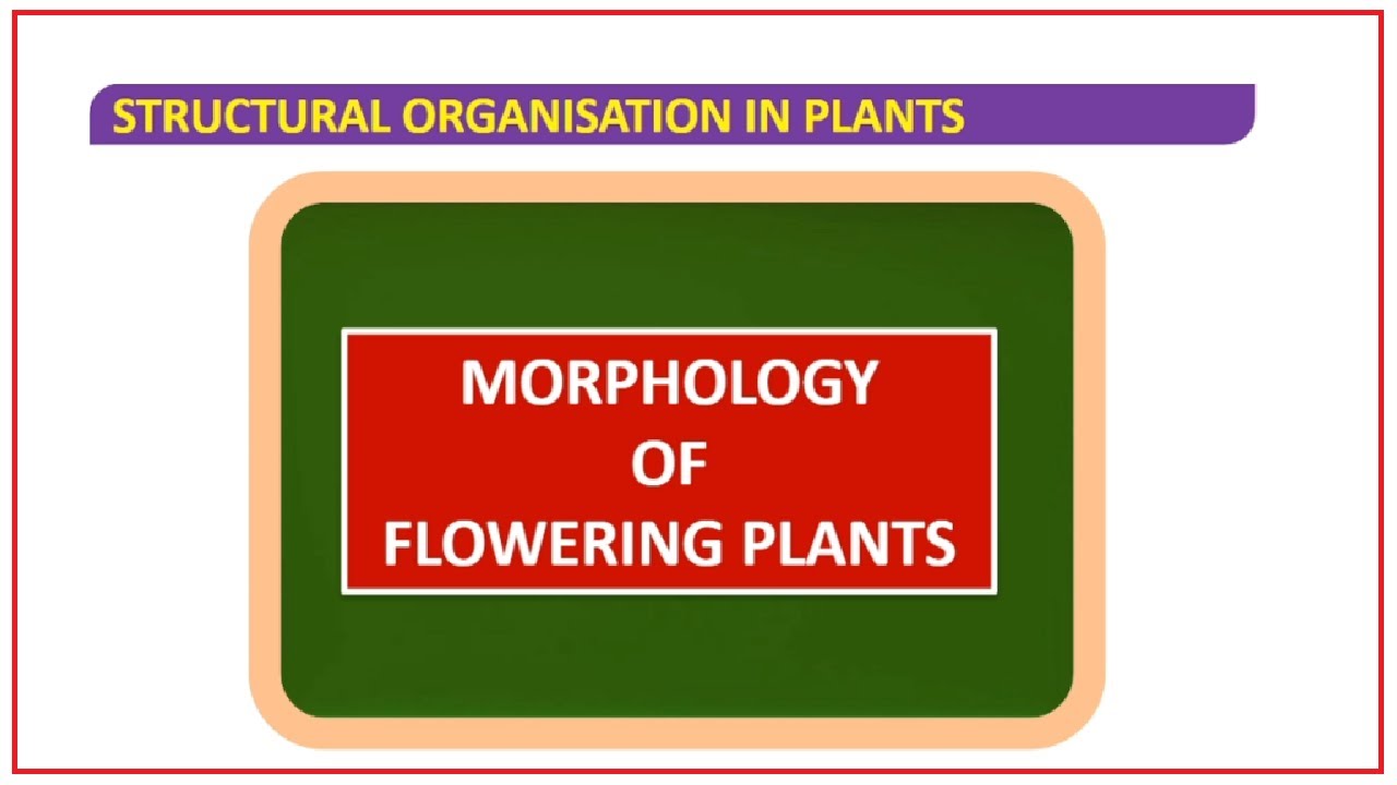 Structural Organisation In Plants Morphology Of Flowering Plants Part 04 