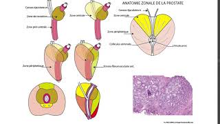 prostata anatomie zone