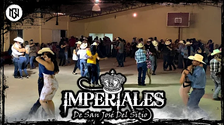 Imperiales De San Jos Del Sitio  Rosa Amarilla de ...