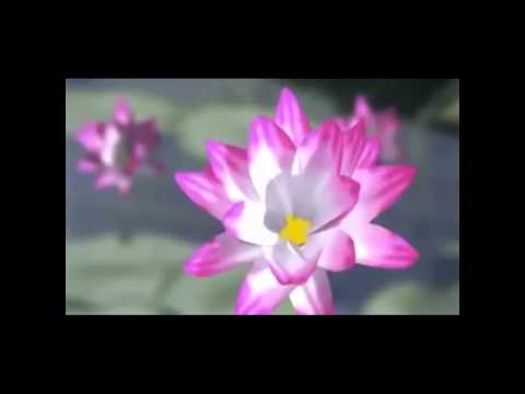 Video NIỆM PHẬT 4 CHỮ A Di Đà Phật - Đạo Tràng Phước Ngọc... - youtube