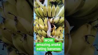 #shrort #nature #challenge #yummy fruit # snake eating bananas # adorable