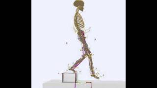 Musculoskeletal modelling of a step down task