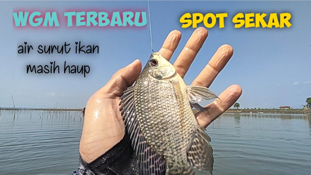 SERUNYA MANCING BARENG DI WADUK GAJAH MUNGKUR, SPOT DEPROK VS NGAMPUL #fishing #mancing #ikan
