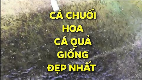 CÁ CHUỐI HOA - CÁ QUẢ, CUNG CẤP CÁ GIỐNG VÀ CÁ THỊT, CÁ ĐẸP NHẤT VIỆT NAM. LH 0989856862-0989433197