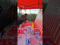 carnaval games.Σου προσφέρουμε μία ξεχωριστή δραστηριότητα για την εκδήλωση η το πάρτυ σου!