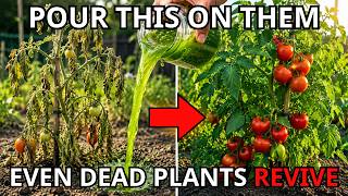 Use These 7 Free Natural Fertilizers Now - Even Dead Plants Can Come Back to Life