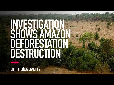 Animal Equality Investigation Shows Impact of Amazon Rainforest Deforestation