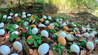 OMG! a female fisherman pick a lot of duck eggs in the forest under the plants