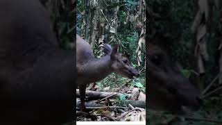 Venado en la selva amazónica del Peru #puertomaldonado #turismo