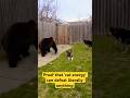 This Cat Has No Fear
