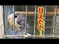 甘えた声で鳴くセキセイインコ