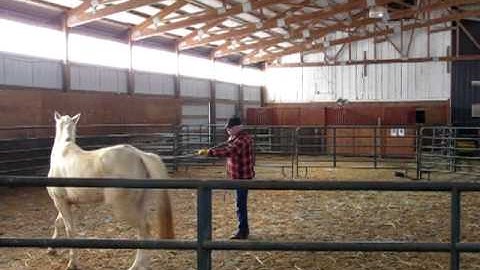 Ground work with Smokie Brannaman, Orian second lesson..