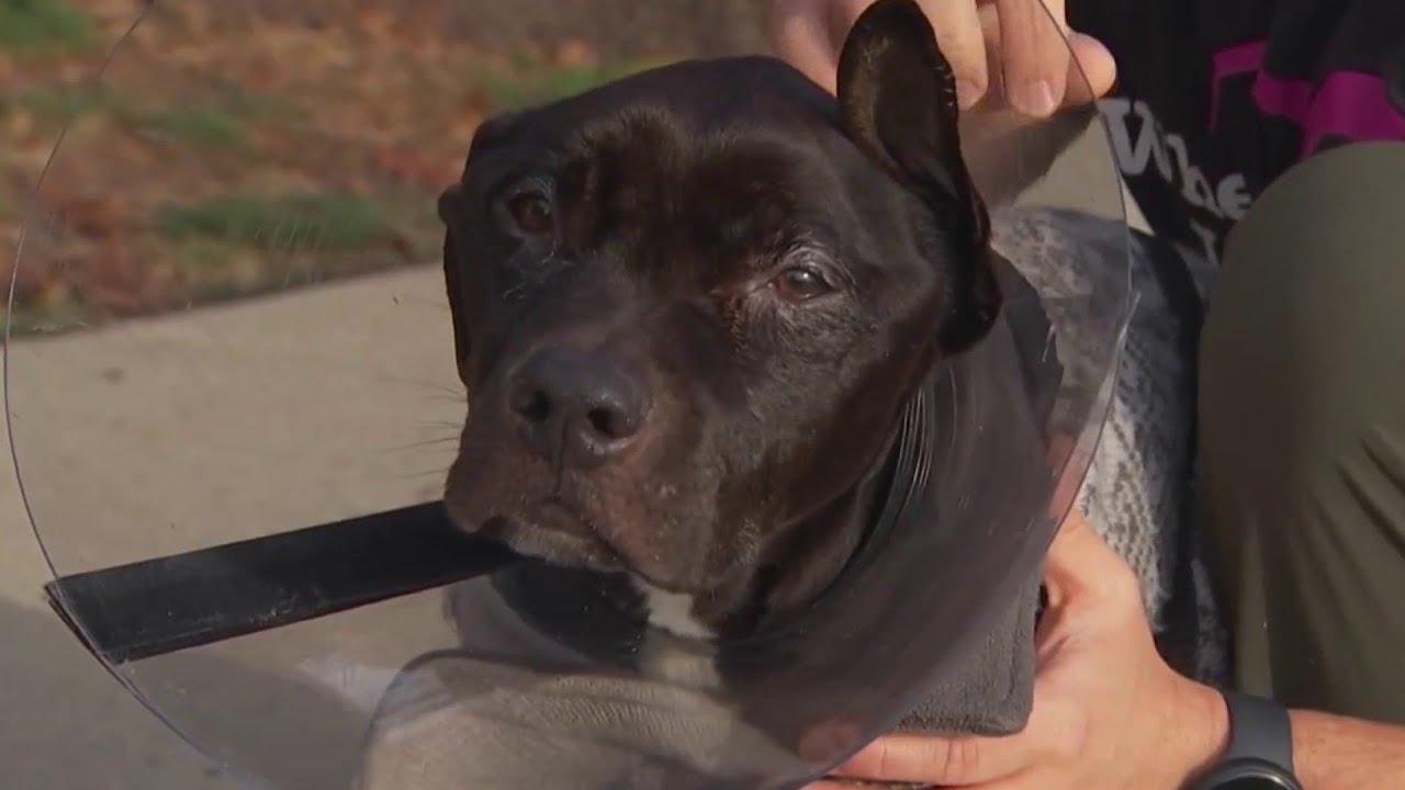 Dog found emaciated with open wound in Hamden is out of ICU - YouTube