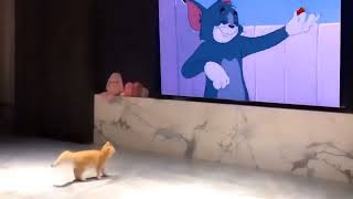Tom and Jerry didn't lie, cats really do run like that!
