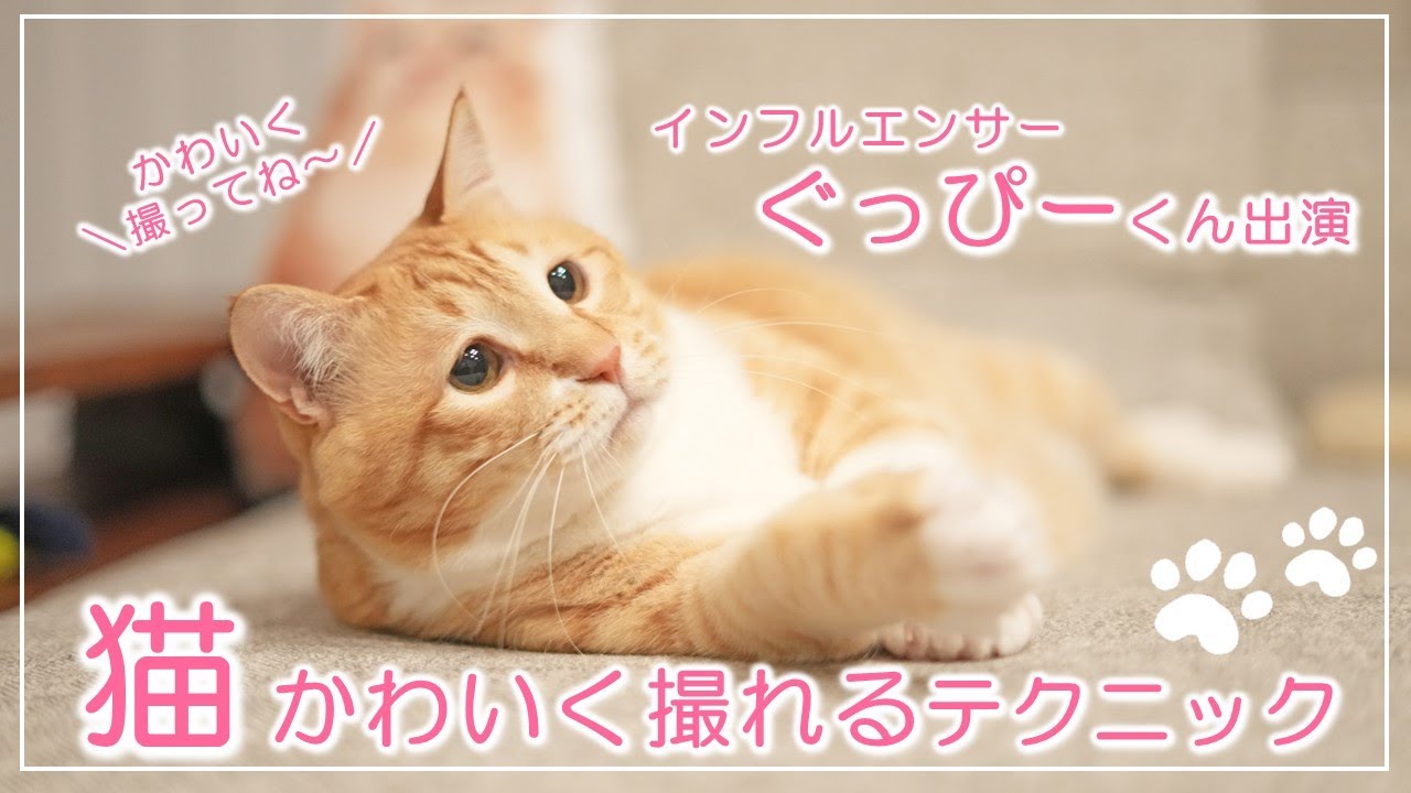 ぐっぴーくん出演　飼い主さんもびっくり！猫をかわいく撮れるスマホ撮影＆加工テク