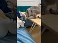 謎のくねくねダンスを踊るうずらさん