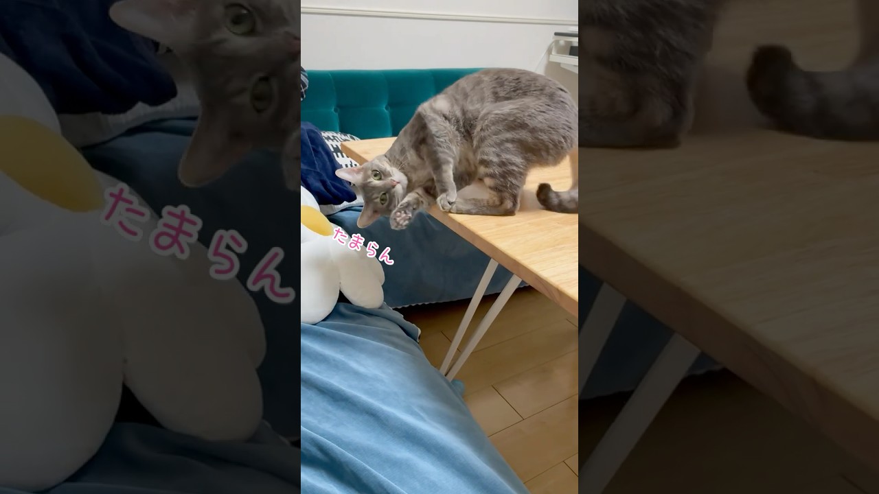 謎のくねくねダンスを踊るうずらさん