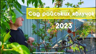 Сад колекціонера райських яблучок, 2023. Розплідник дерев. Дизайн саду.