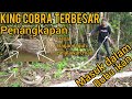 PENANGKAPAN MONSTER KING COBRA YANG MEN4KUTI WARGA