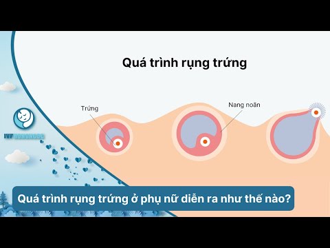 Rụng Trứng Là Gì ? Bạn Có Thực Sự Hiểu Rõ ?